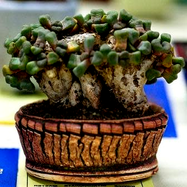 Aloinopsis schooneesii