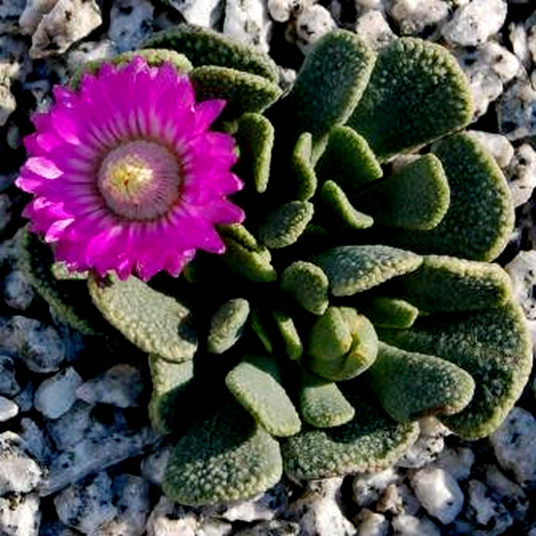 Aloinopsis spathulata