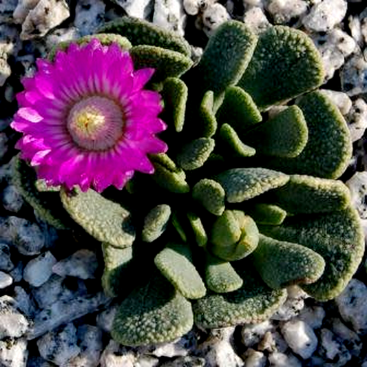 Aloinopsis spathulata