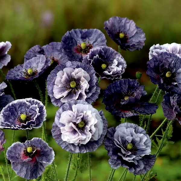 Amazing Grey' Poppy Seeds