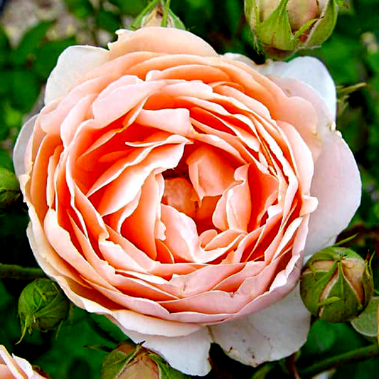 Ambridge Rose