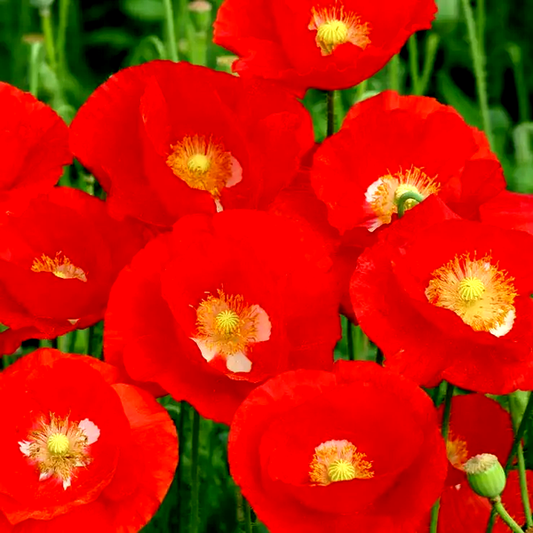 American Legion' Heirloom Poppy Seeds