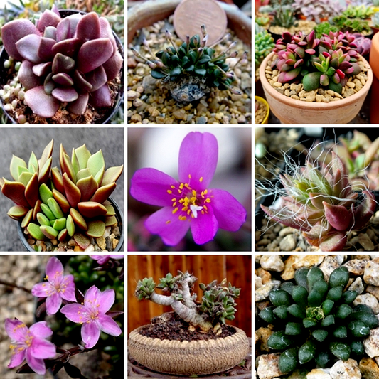 Anacampseros Mixed Species