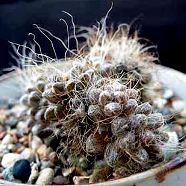 Anacampseros albidiflora