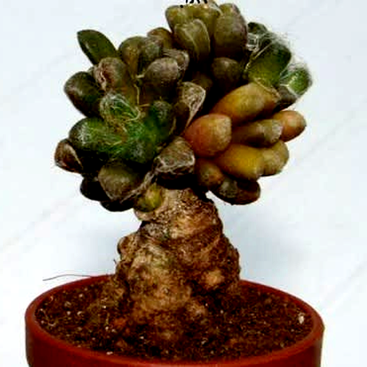 Anacampseros arachnoides