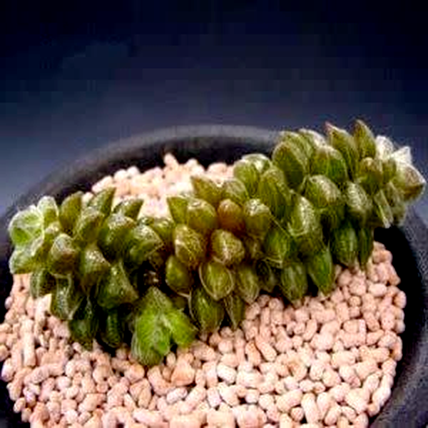 Anacampseros filamentosa