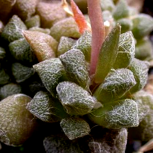 Anacampseros karasmontana