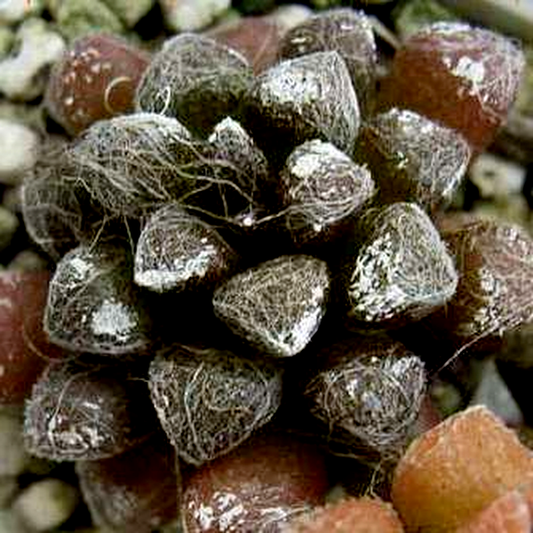 Anacampseros namaquensis