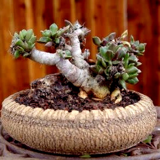 Anacampseros telephiastrum