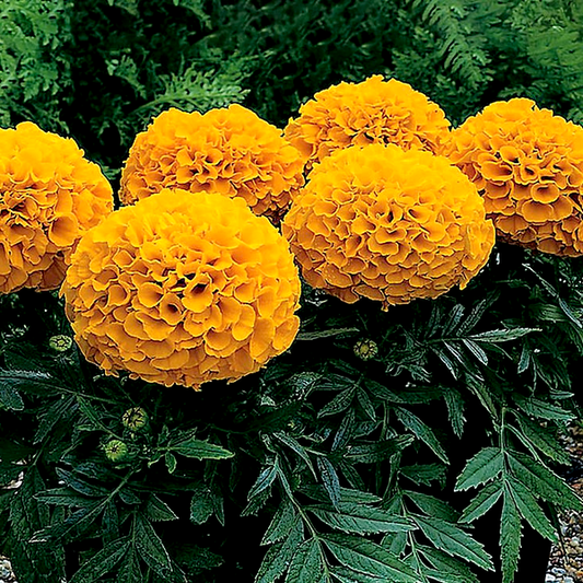Antigua™ Orange Hybrid Marigold Seeds