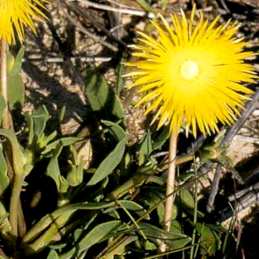 Apatesia helianthoides