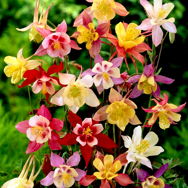 Aquilegia Mixed Columbine