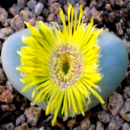 Argyroderma crateriforme