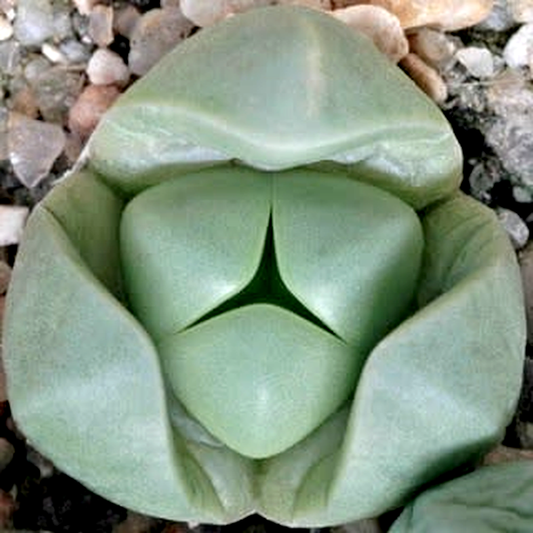 Argyroderma delaettii