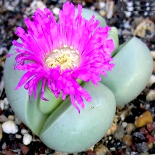 Argyroderma subalbum