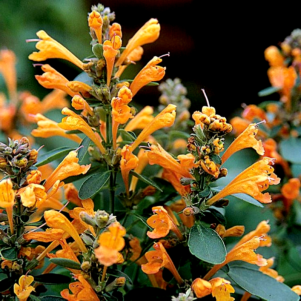 Arizona™ Sandstone Hyssop Seeds