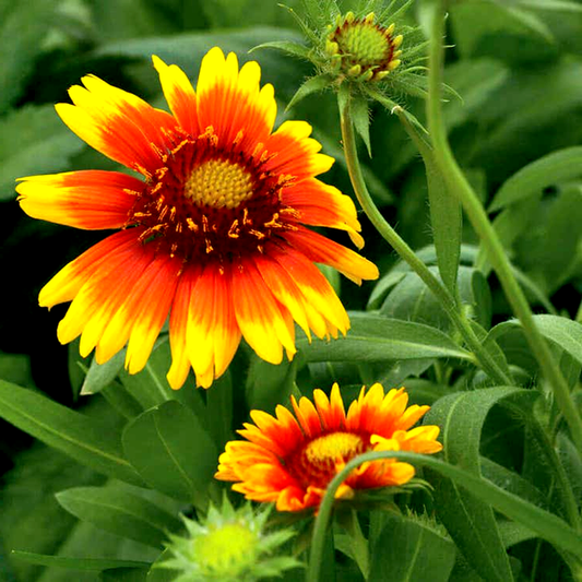Arizona Sun Blanket Flower Seeds