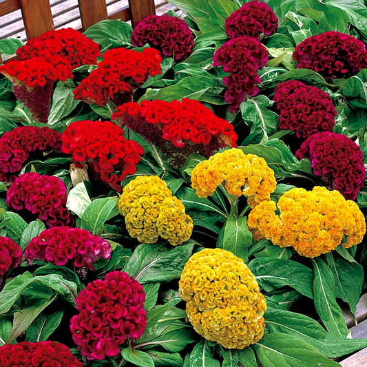 Armor™ Mix Celosia Seeds