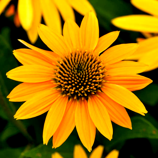 Artisan™ Collection Yellow Ombre Echinacea Seeds