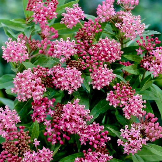 Asclepias 'Cinderella' Milkweed