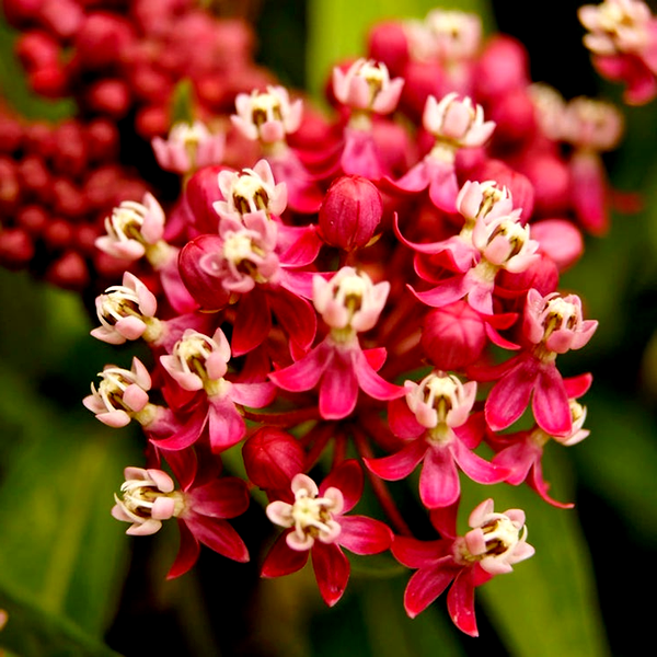 Asclepias 'Soulmate' Milkweed