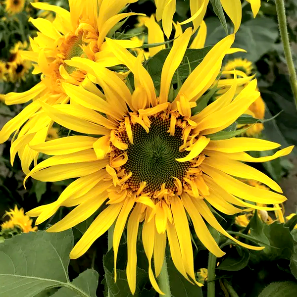 Astra Gold' Sunflower Seeds