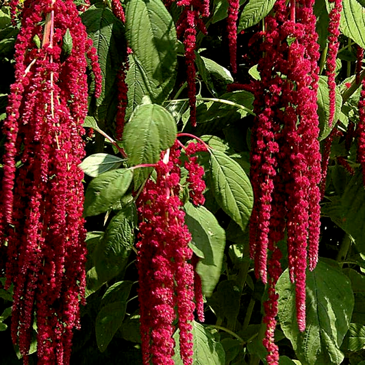 Autumn's Touch' Amaranthus Seeds