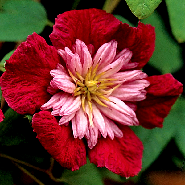 Avant-Garde™ Clematis