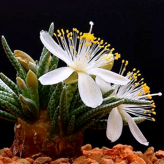 Avonia alstonii