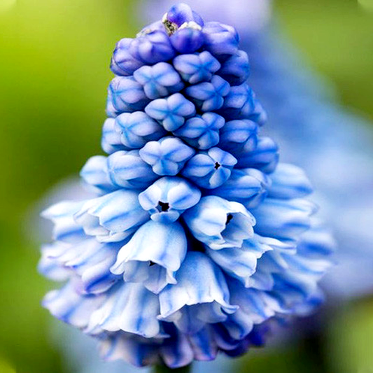 Azureum