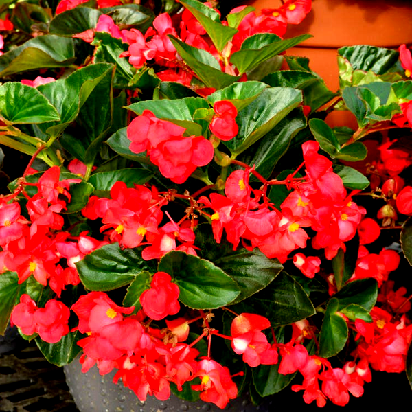 BIG™ Red with Green Leaf Begonia Seeds