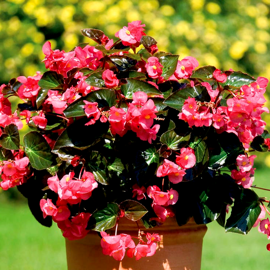 BIG™ Rose with Bronze Leaf Begonia Seeds