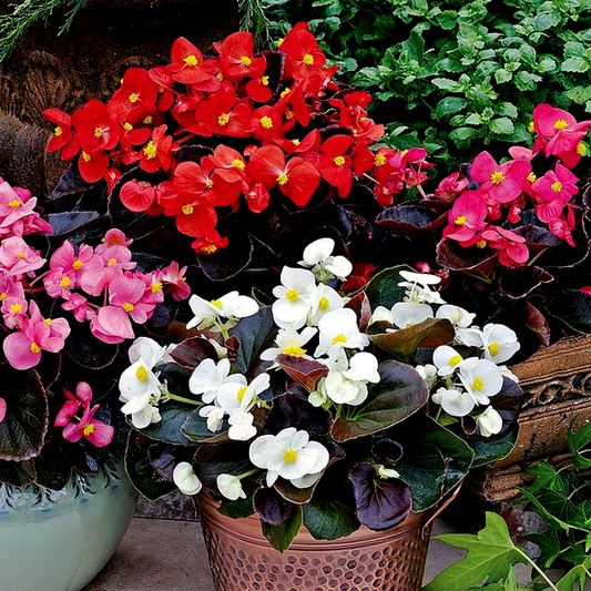 Bada Boom® Mix Begonia Seeds