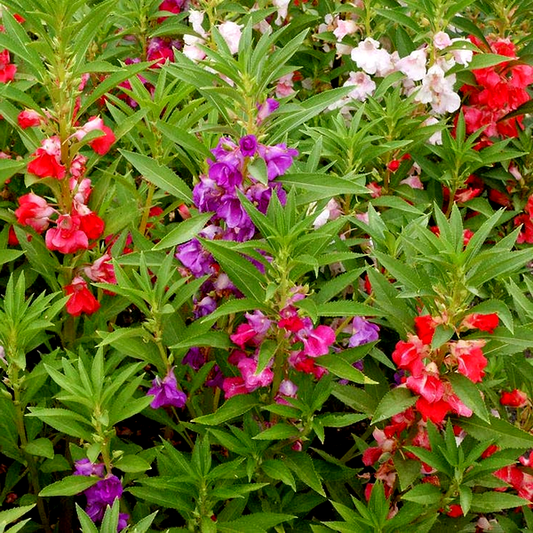 Balsam 'Camellia Flowered Mix' Impatiens Seeds