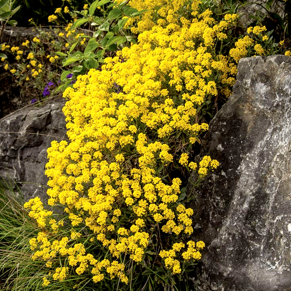 Basket of Gold Compacta Alyssum Seeds