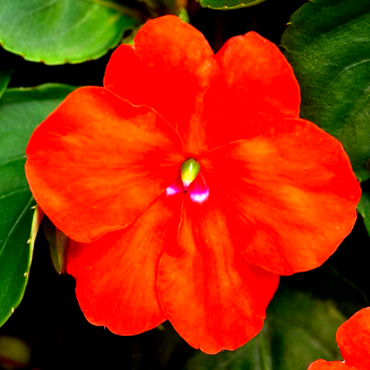 Beacon® Orange Hybrid Impatiens Seeds