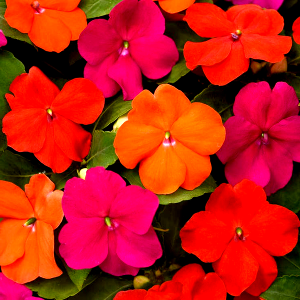 Beacon® Sanibel Mixture Hybrid Impatiens Seeds