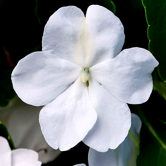 Beacon® White Hybrid Impatiens Seeds