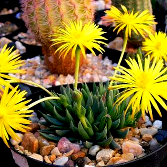 Bergeranthus jamesii