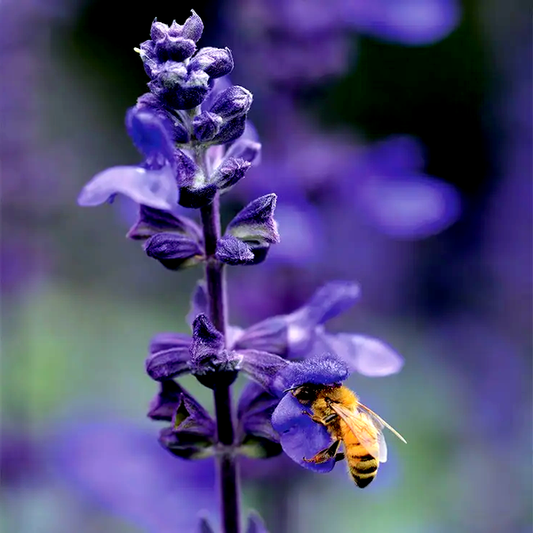 Big Blue Salvia Seeds