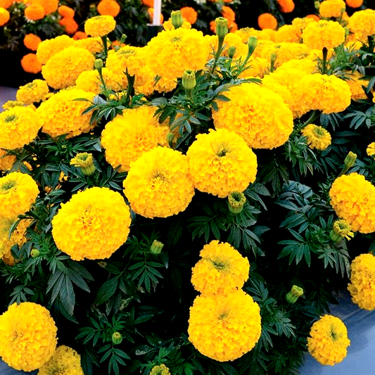 Big Duck Gold F1 Marigold Seeds