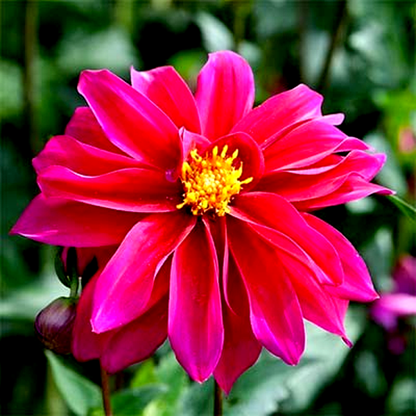 Bishop of Canterbury