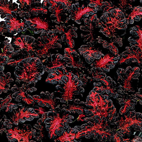 Black Dragon Coleus Seeds