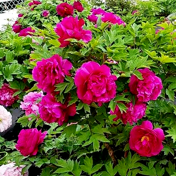 Black Dragon Holds a Splendid Flower Wu Long Peng Sheng