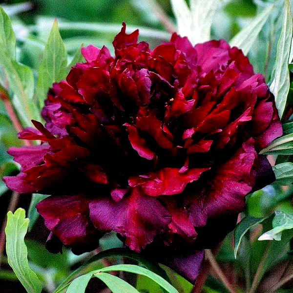 Black Panther Hei Bao