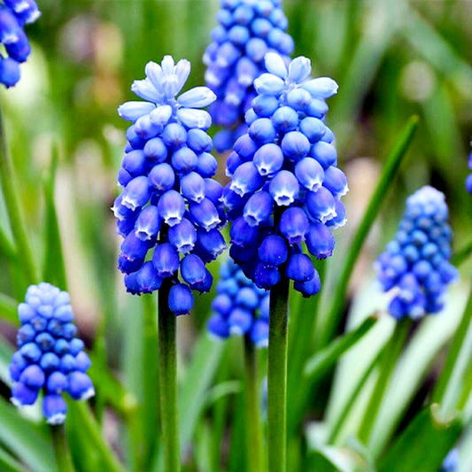 Blue Magic