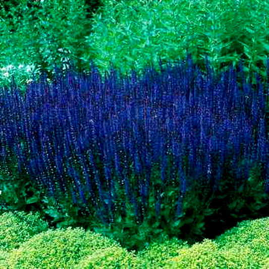 Blue Queen Salvia Seeds
