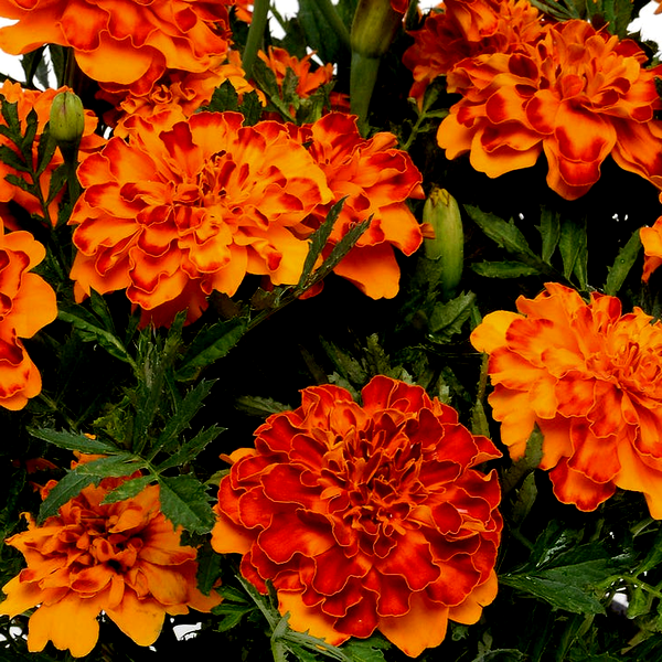 Bonanza™ Bolero Marigold Seeds