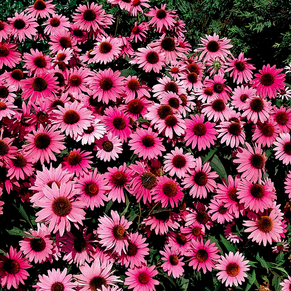 Bravado Purple Coneflower Seeds