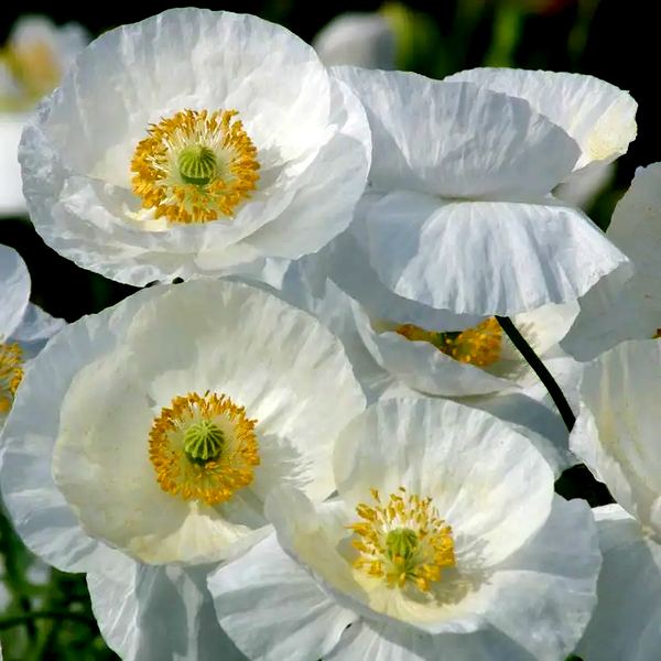 Bridal Silk' Poppy Seeds